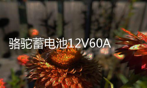 骆驼蓄电池12V60AH适配比亚迪长城丰田金杯奇瑞1DF汽车电瓶 55D26下载